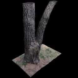 Tree V 3D model