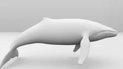 Whale 3D model