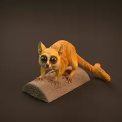 $4.00Mouse Lemur