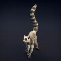 $9.00Ring-Tailed Lemur