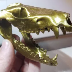 Opossum Skull