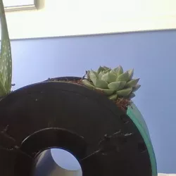 overture planters