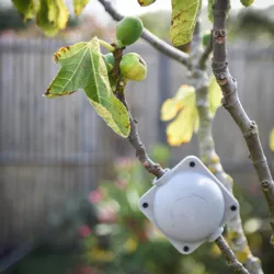 Plant root growing ball