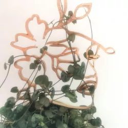 Plant trellis for small plants