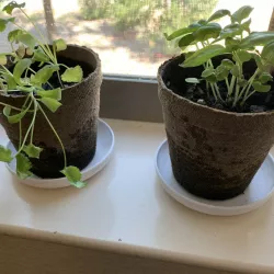 Planter Pot Plate