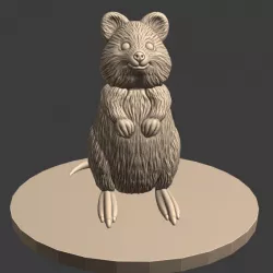 Quokka