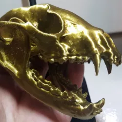 Raccoon Skull