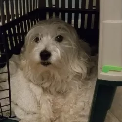 Remington Dog Crate Clip