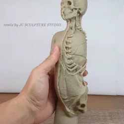 RESIN READY - Plaster model of torso and head, showing partial dissection