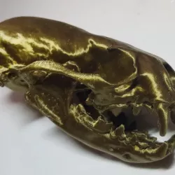 River Otter Skull