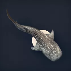 $4.00Whale Shark