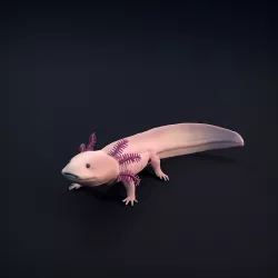Axolotl