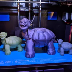 Tortoise