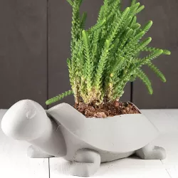 Turtle Planter