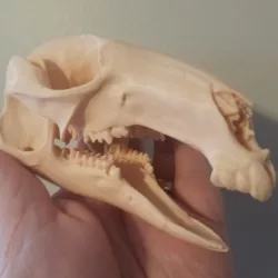 Wallaby Skull