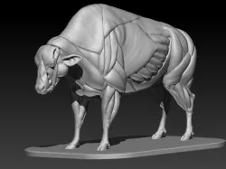 Bull Muscles Anatomy