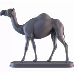 Camel