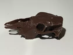 Cow skull 3d scan