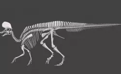 Dinosaur Lambeosaurus complete skeleton