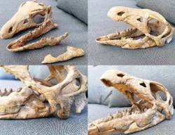 Dinosaur Skull - Nanosaurus
