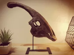 Dinosaur skull - Parasaurolophus