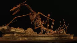Dragon Skeleton Diorama