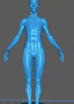 Female Ecorche anatomy model