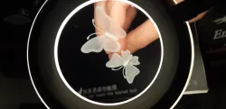 fine butterfly