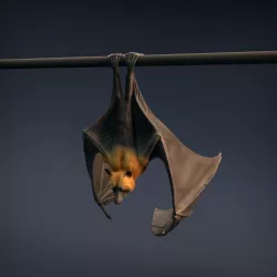 Flying Fox - Fruit Bat