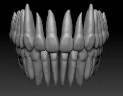 full anatomy upper and lower teeth 1