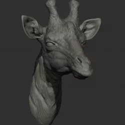 Giraffe head