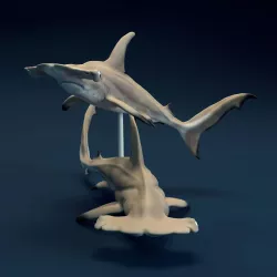 Hammerhead Sharks