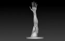 Human Arm Anatomy (Male)