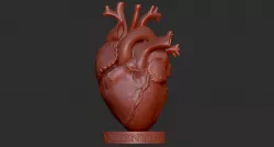 Human Heart