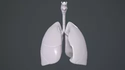Human Lungs