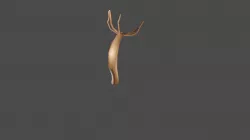 Hydra: Hydrozoa