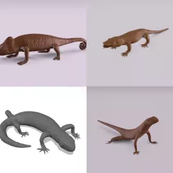 Lizards bundle