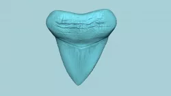 Megalodon Tooth - Jurassic Fossile Real Size