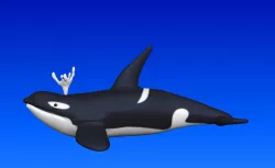 orca