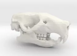 Rat Skull