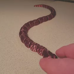 Satisfyingly Slithery Snake