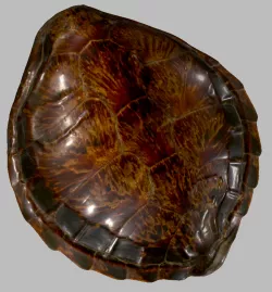 Sea turtle shell