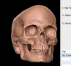 Skull Container