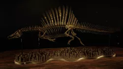 Spinosaurus Diorama Swimming Skeleton