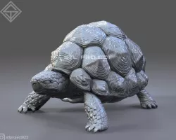 Star Tortoise