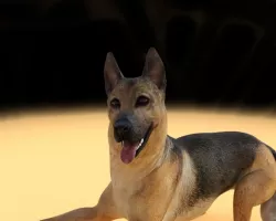 The German Shepherd pet Lovers Free STL