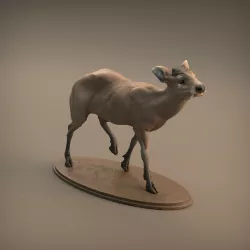 Tufted Deer