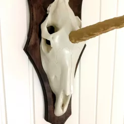 Unicorn Skull Hunting Trophy