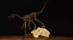 Velociraptor Skeleton Diorama with T-Rex