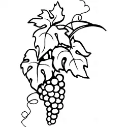 Vine